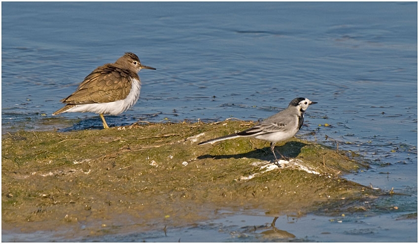 Common Sandpiper