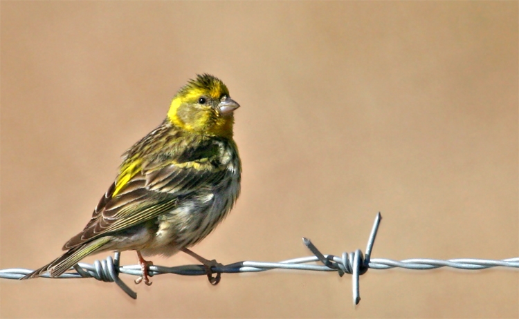 European Serin