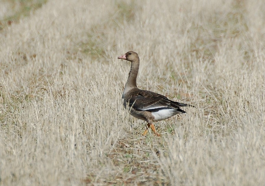 Greylag Goose