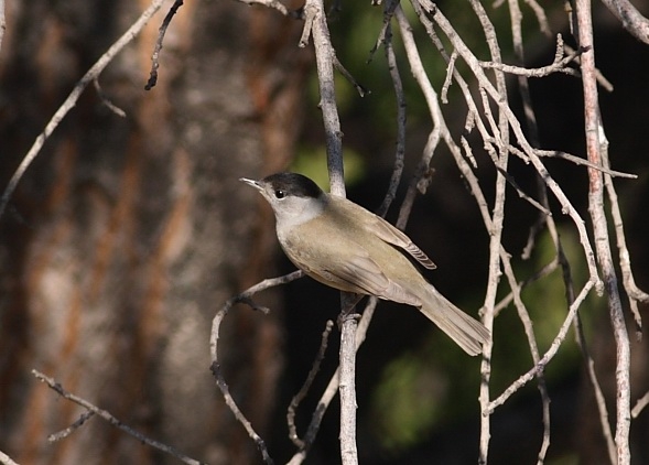 Eurasian Blackcap