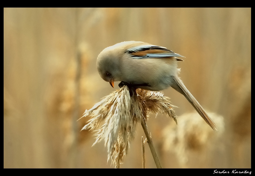 Bearded Reedling