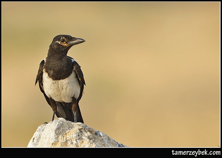 Eurasian Magpie