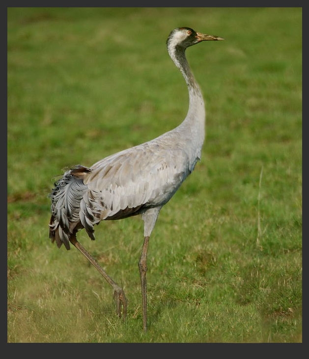 Common Crane