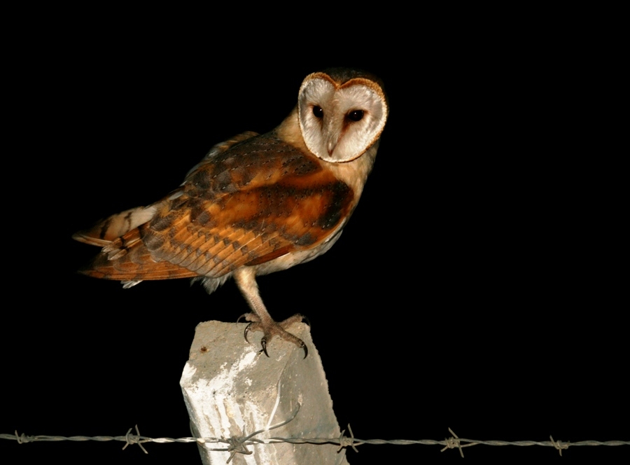 Western Barn Owl