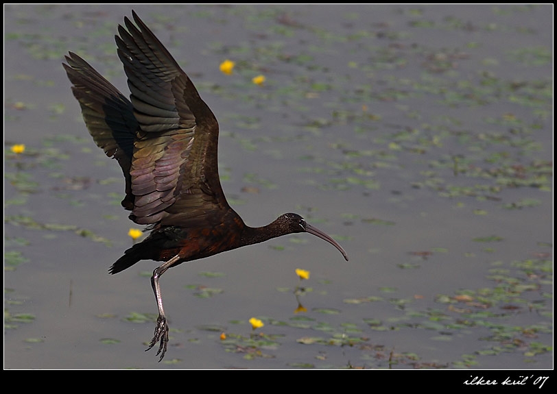 Glossy Ibis