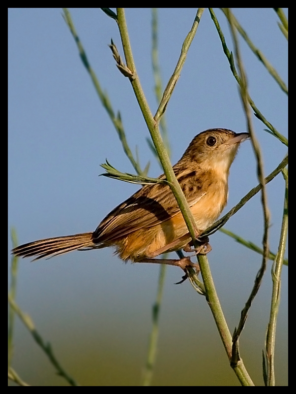 Zitting Cisticola