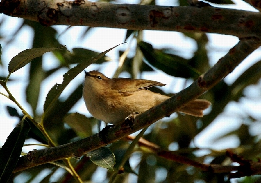 Mountain Chiffchaff