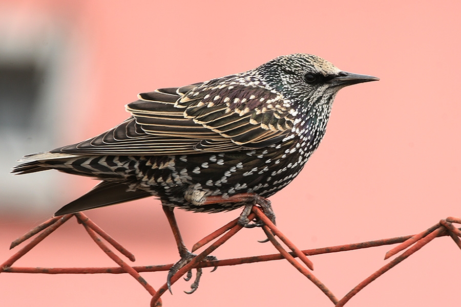 Common Starling