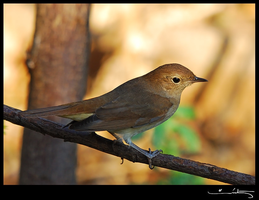 Common Nightingale