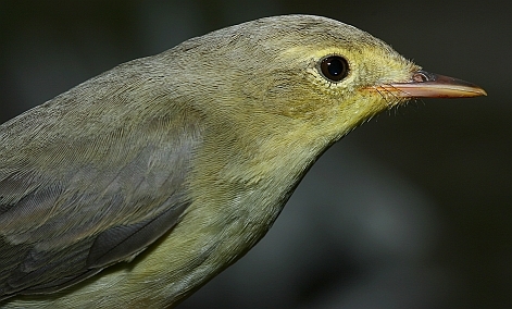 Icterine Warbler