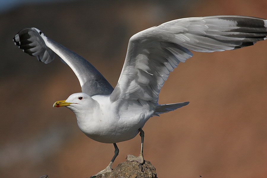 Caspian Gull