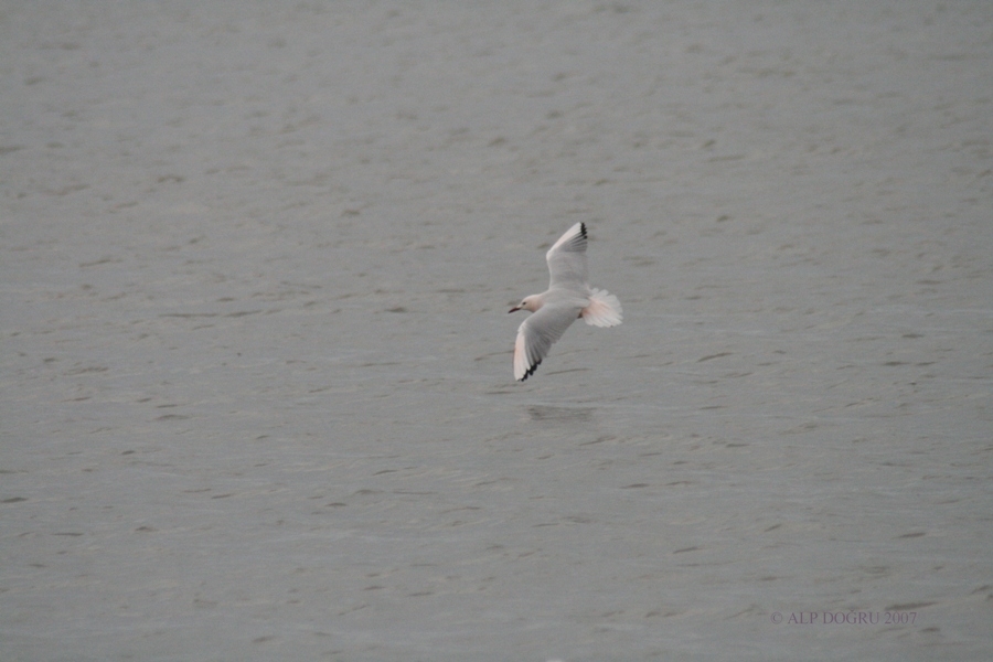 Slender-billed Gull