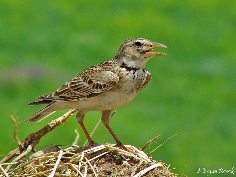 Calandra Lark