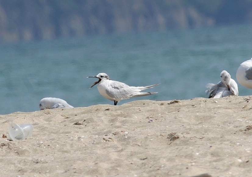 Sandwich Tern