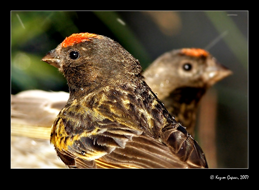 Red-fronted Serin