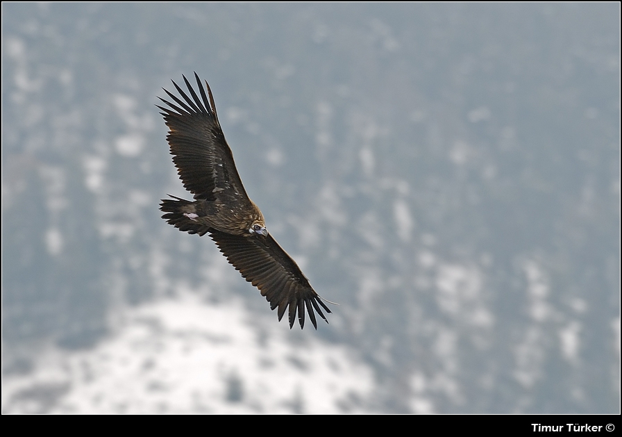 Cinereous Vulture