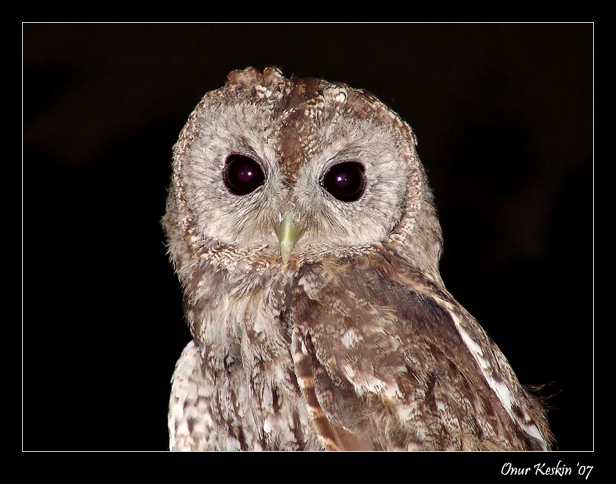 Tawny Owl