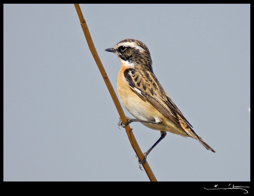 Whinchat