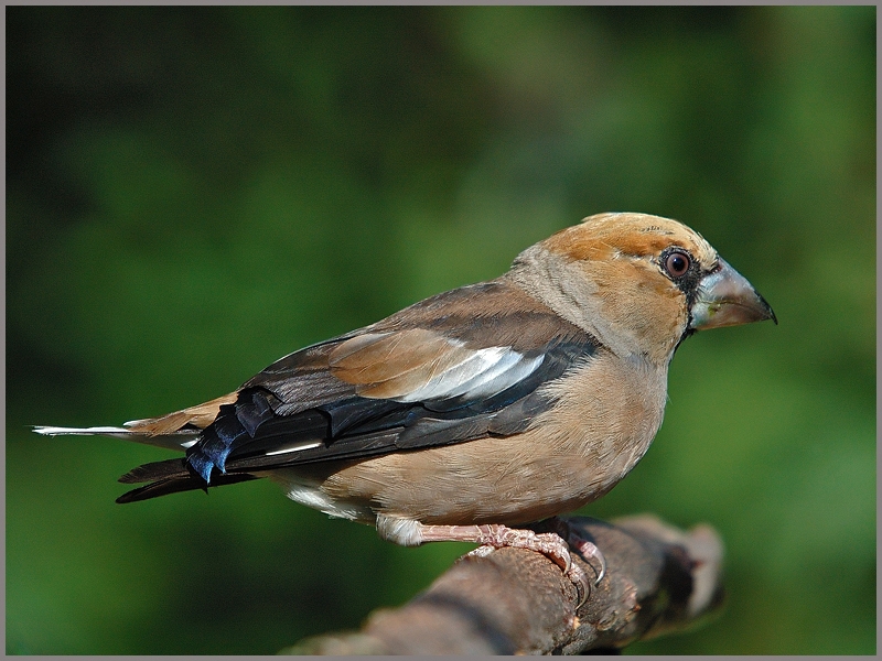 Hawfinch