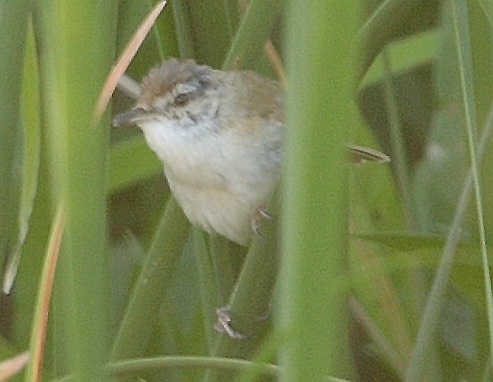 Paddyfield Warbler