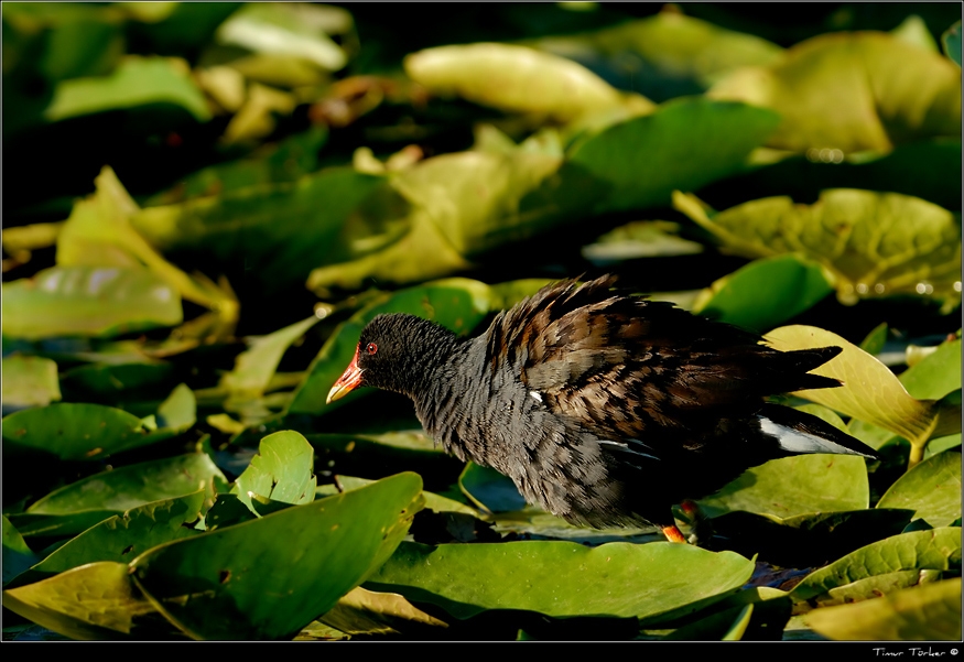 Common Moorhen