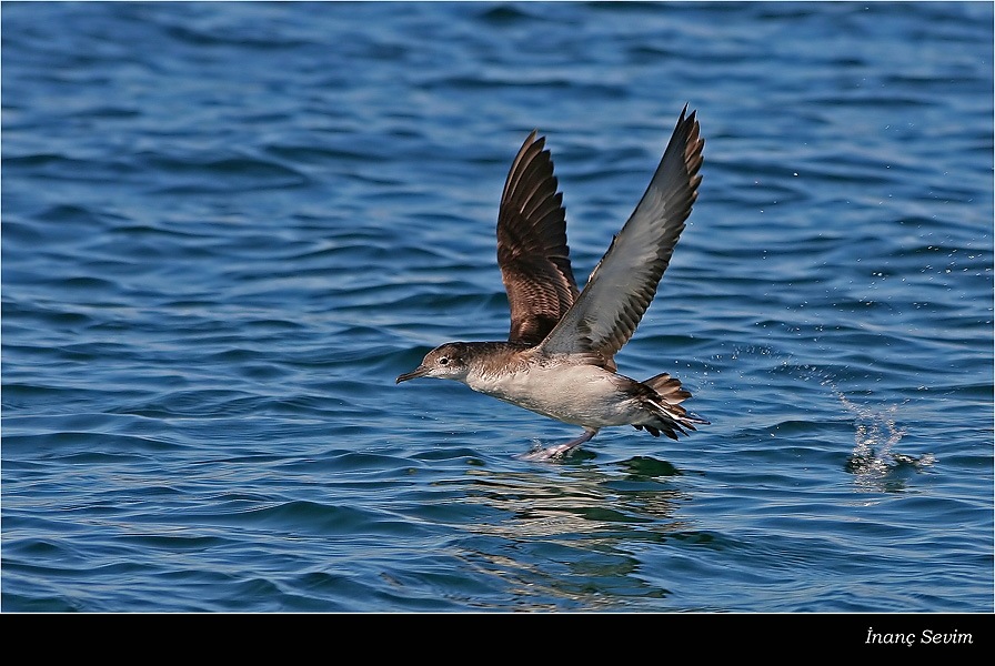 Yelkouan Shearwater
