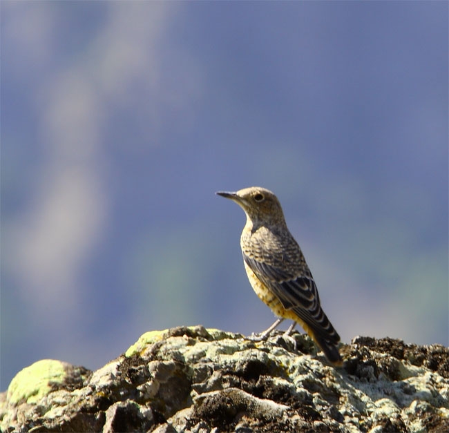 Common Rock Thrush
