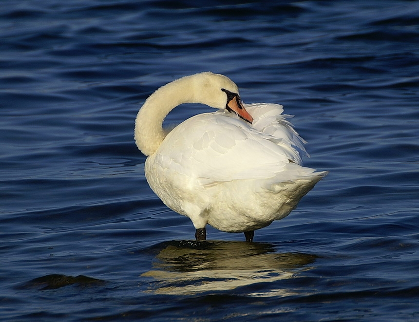 Mute Swan
