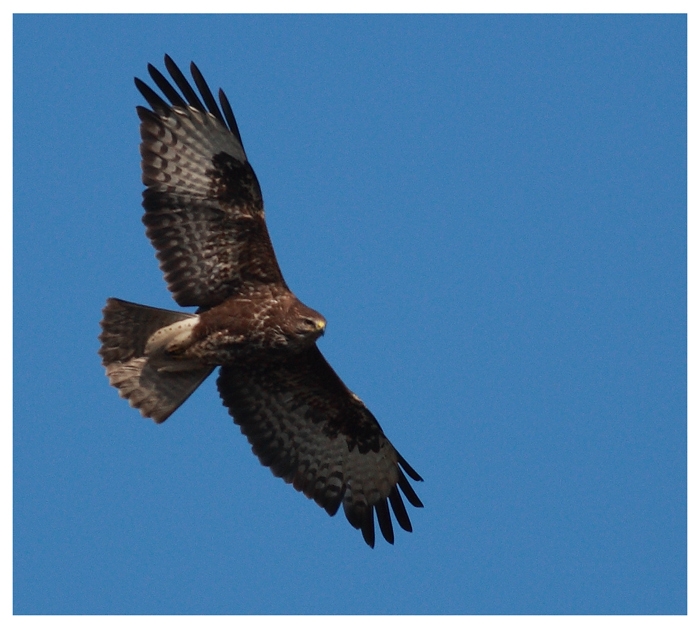 Common Buzzard
