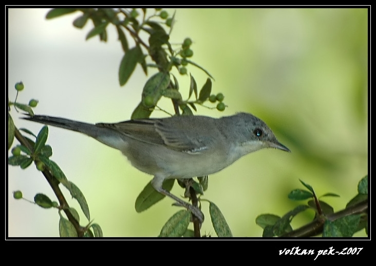 Common Whitethroat