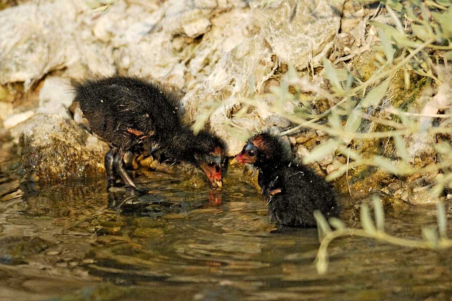 Common Moorhen