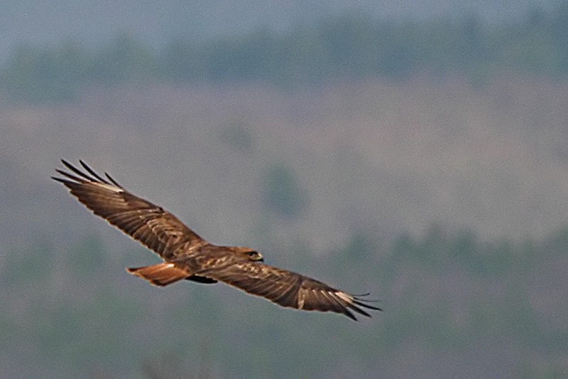Common Buzzard