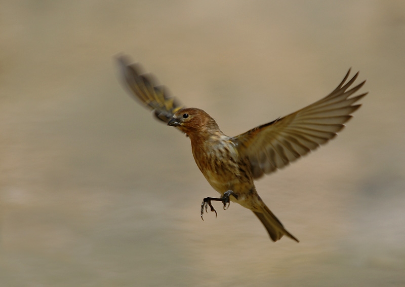 Red-fronted Serin