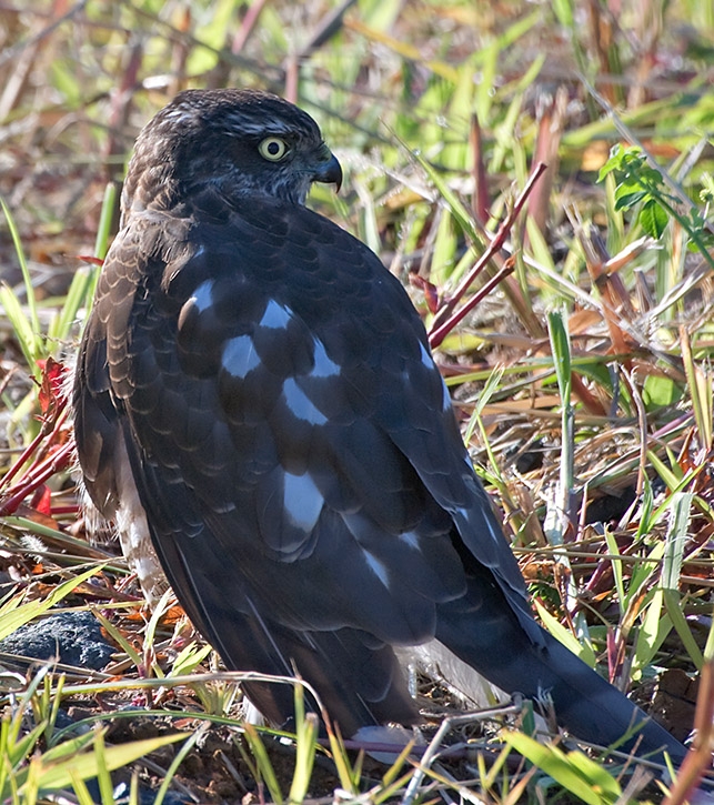 Eurasian Sparrowhawk