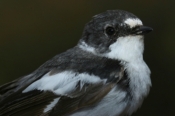 European Pied Flycatcher