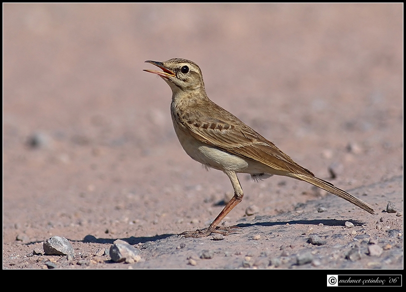 Tawny Pipit