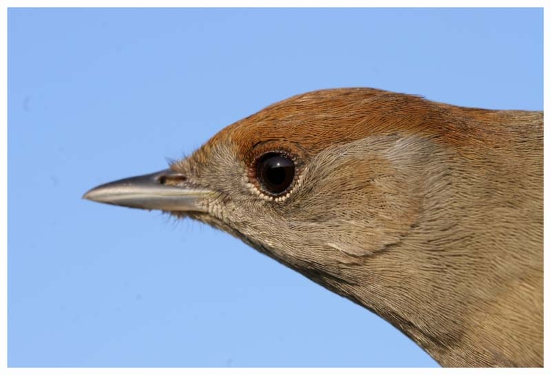 Eurasian Blackcap