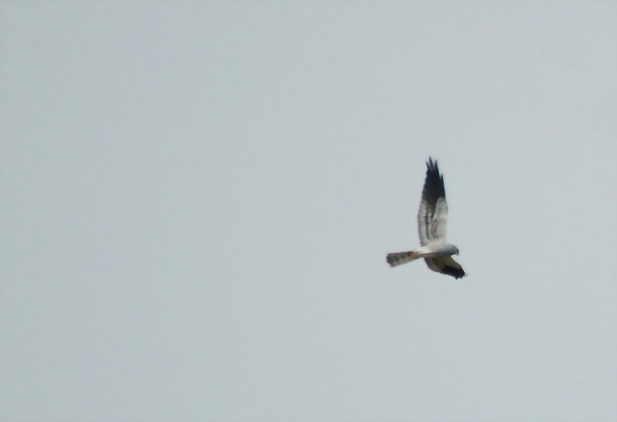 Montagu`s Harrier