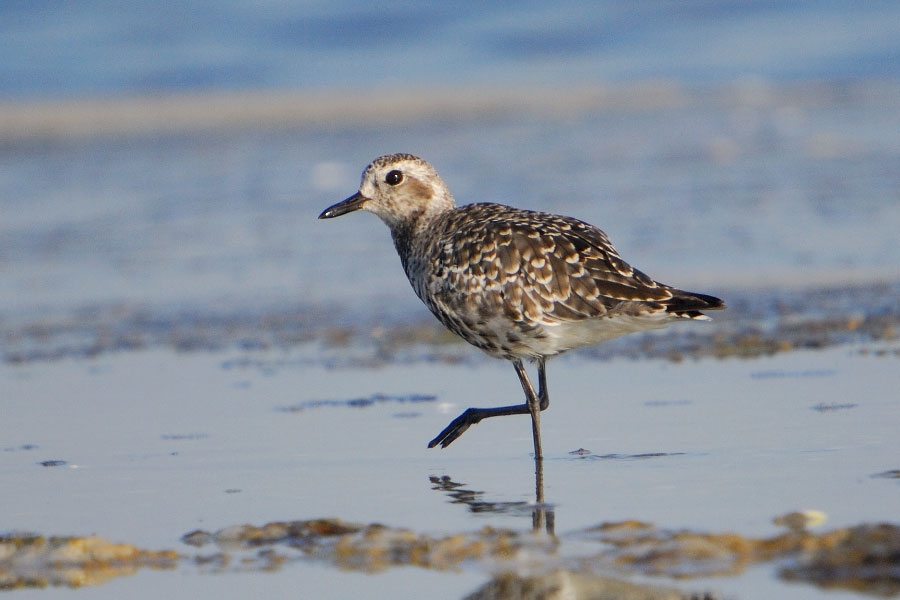 Grey Plover