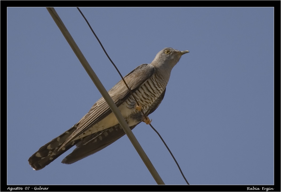 Common Cuckoo