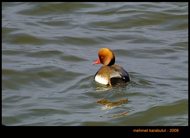 Red-crested Pochard