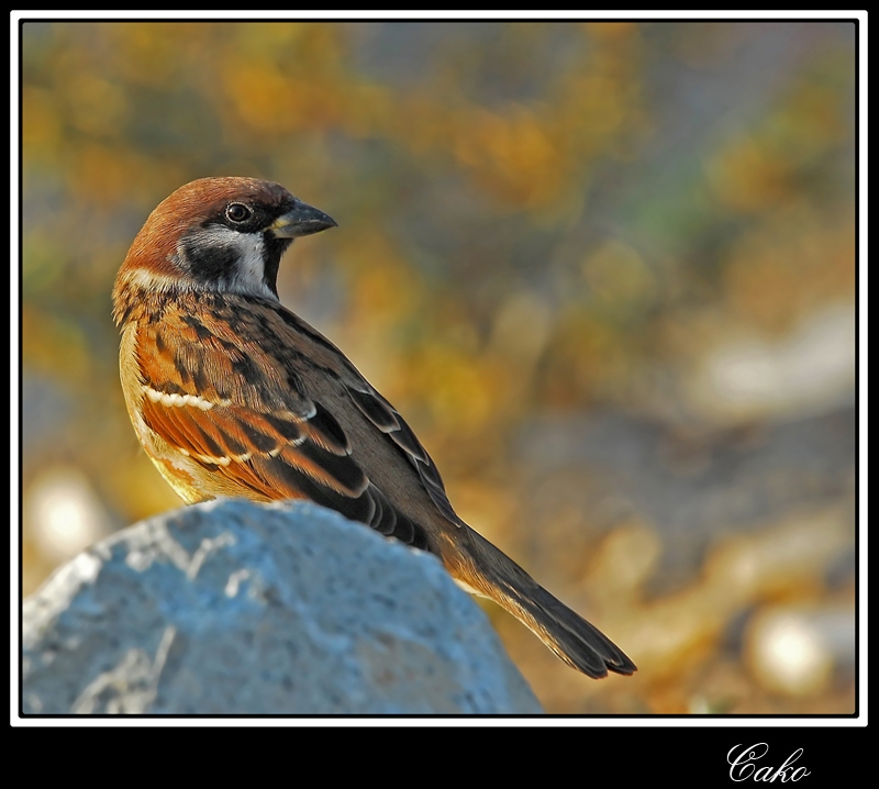 Eurasian Tree Sparrow