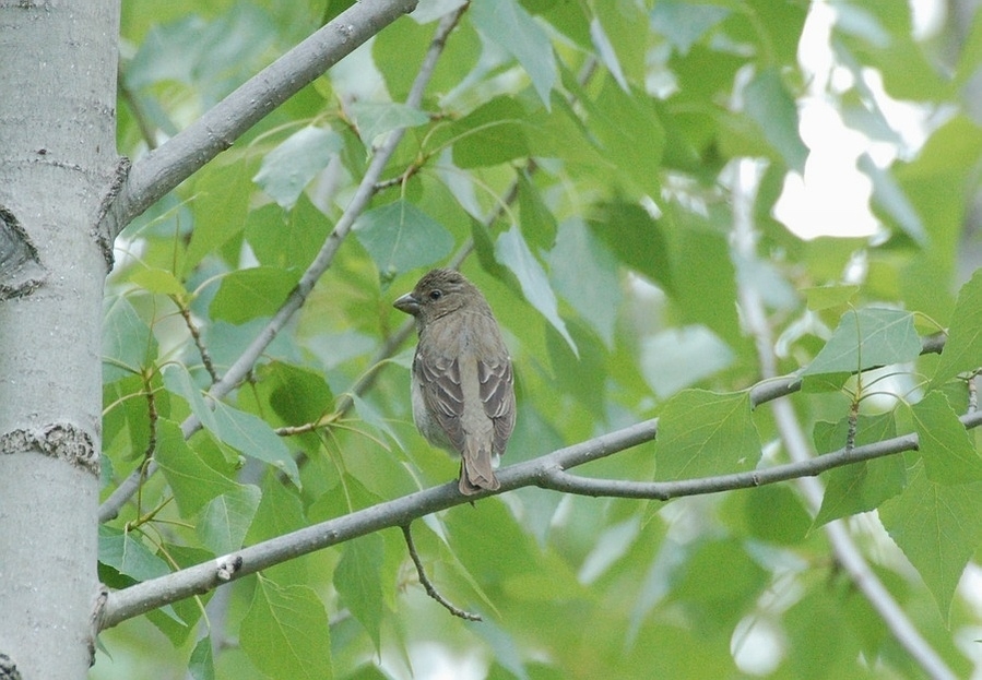 Common Rosefinch