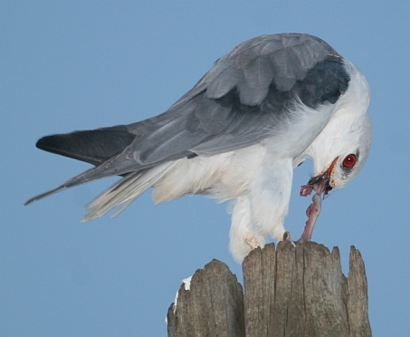 Black-winged Kite