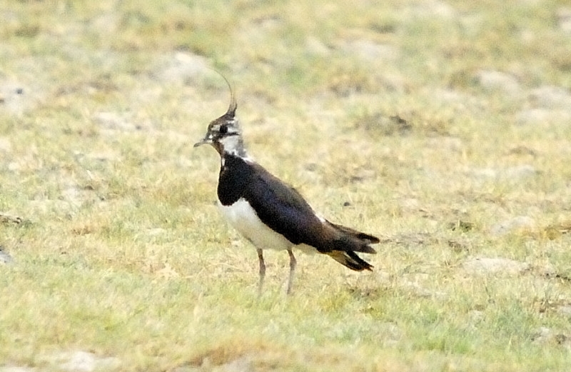 Northern Lapwing