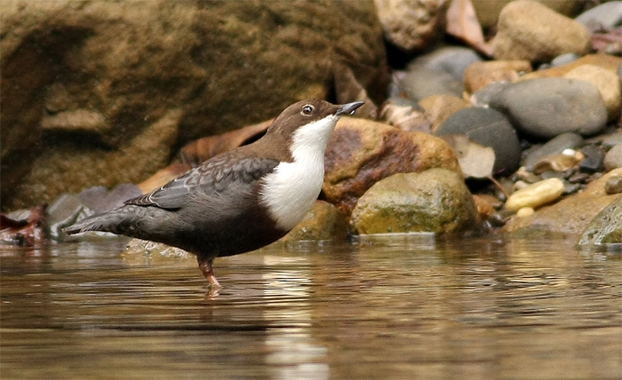 White-throated Dipper