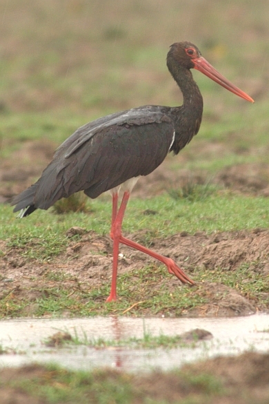Black Stork