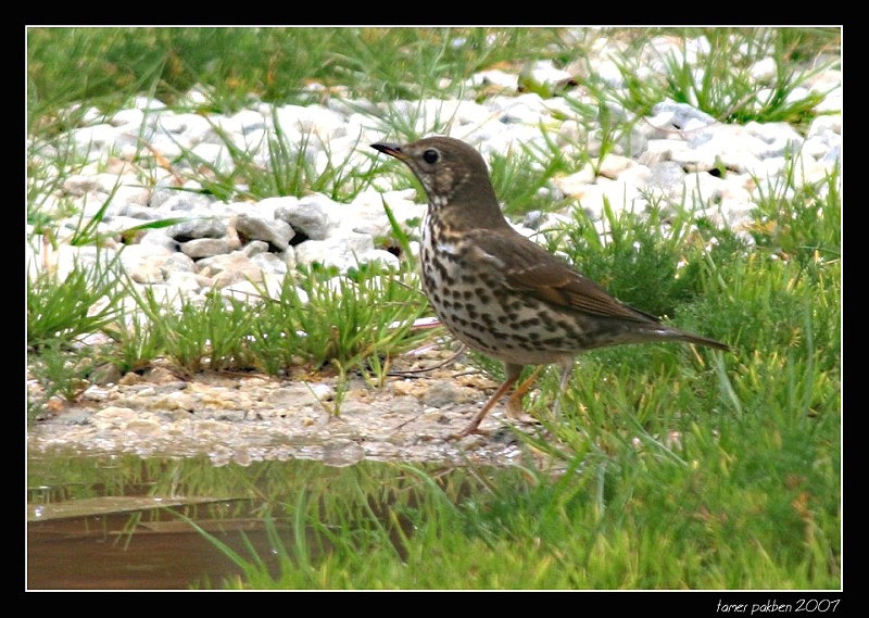 Song Thrush