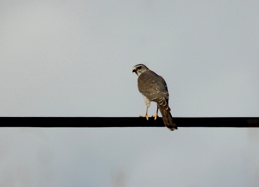 Levant Sparrowhawk