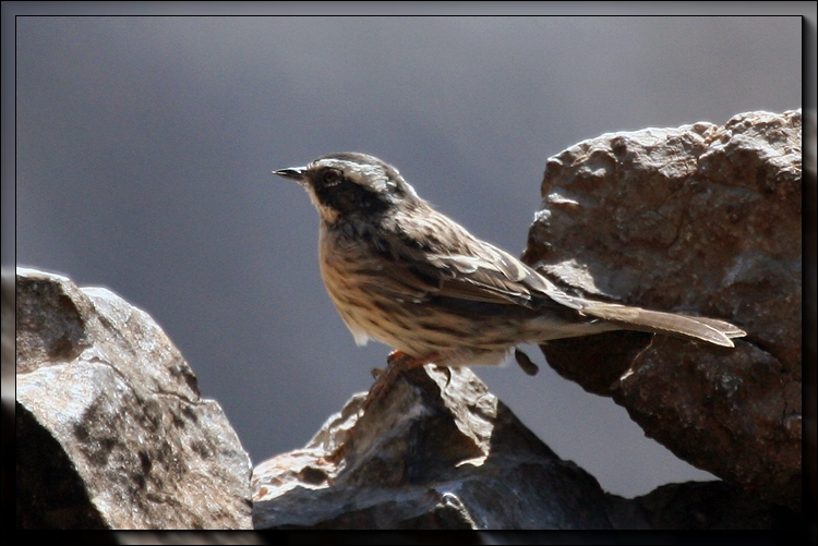 Radde`s Accentor